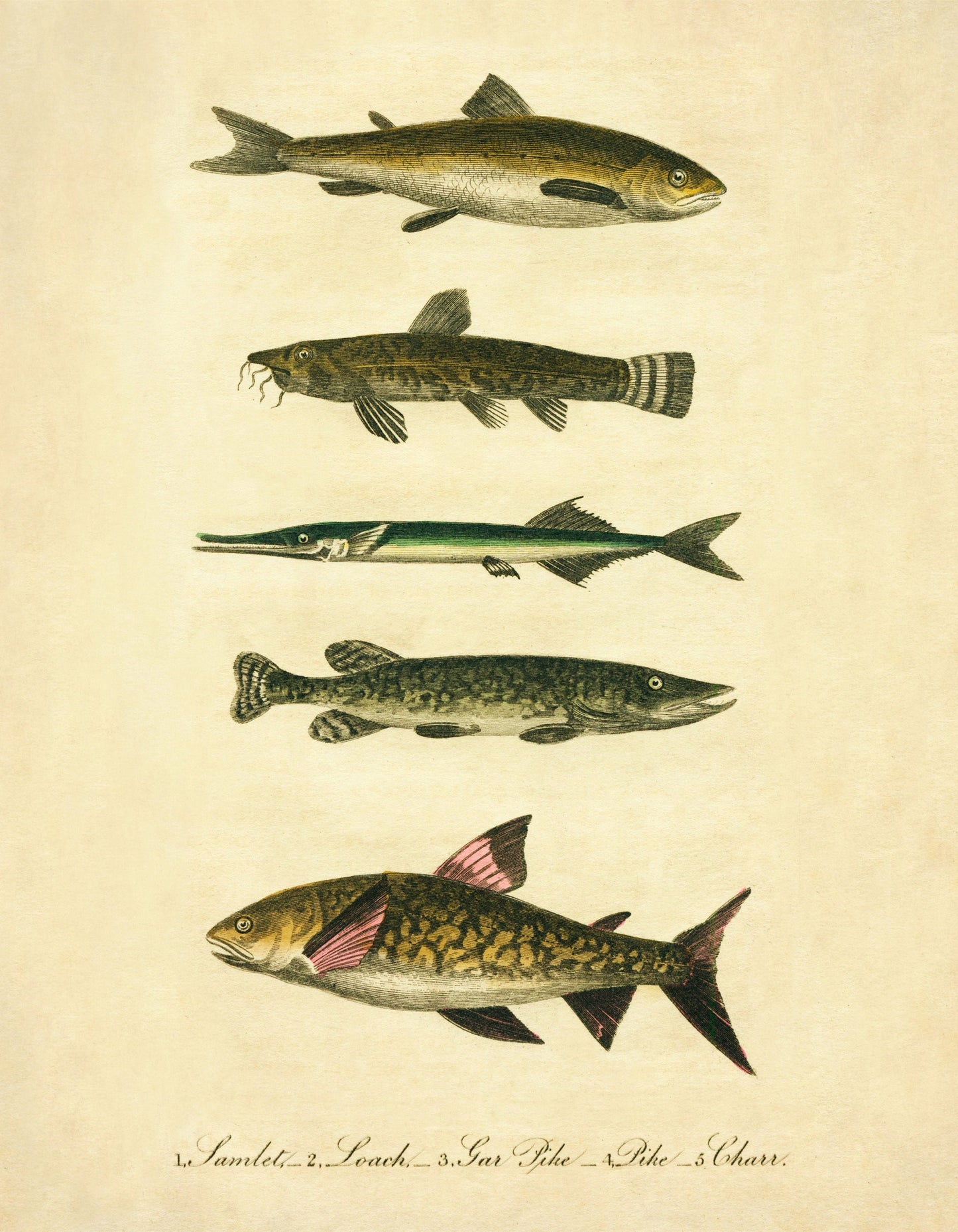 Samlet, Loach, Garpike Pike and Charr Print – antique art print from Ninska Designs