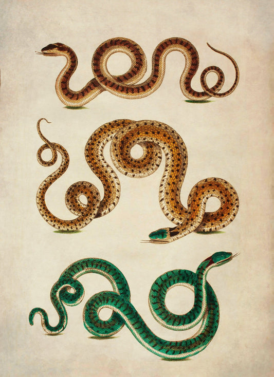 Snake Print