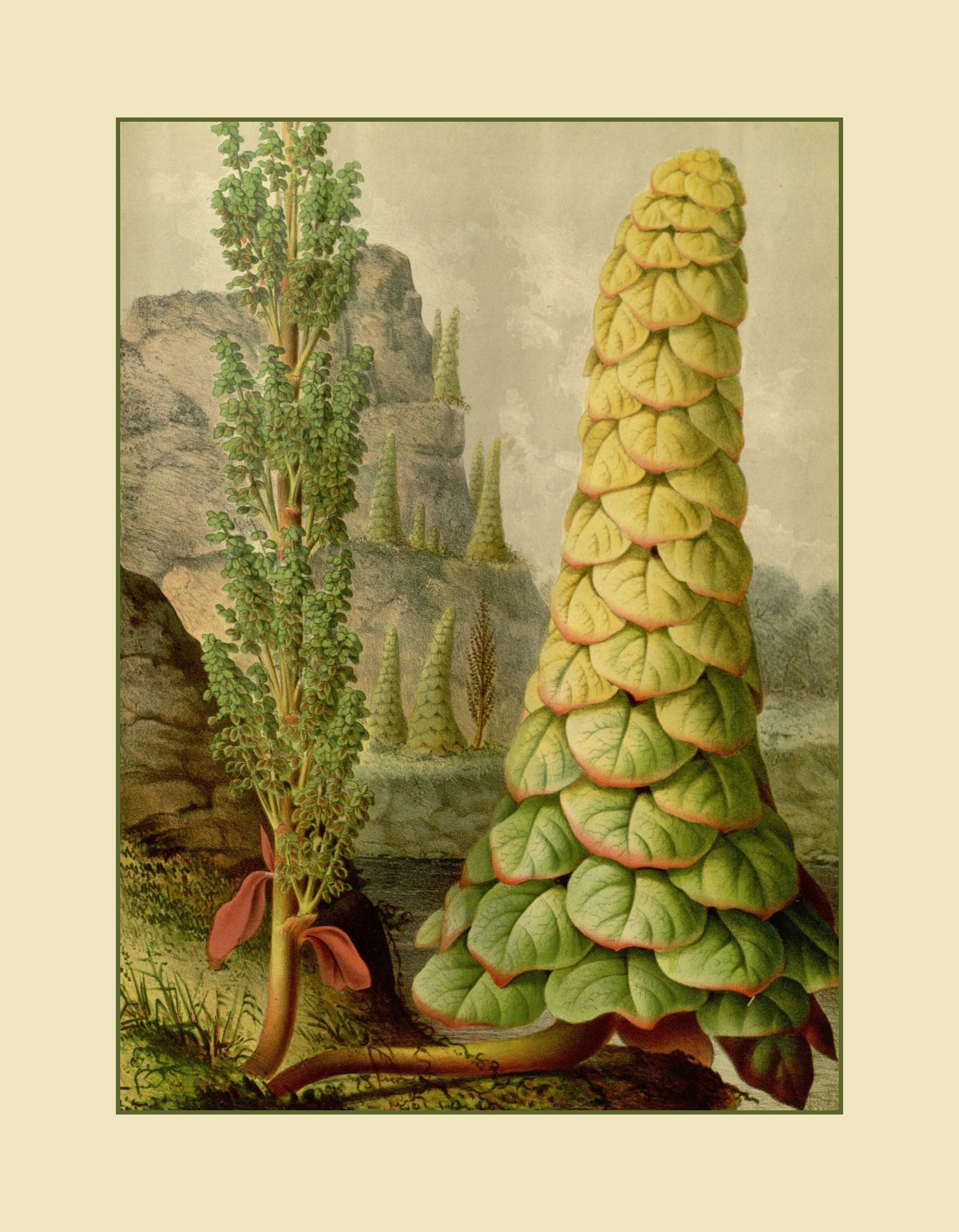 Rheum Nobile (Noble Rhubarb) Print – antique art print from Ninska Designs
