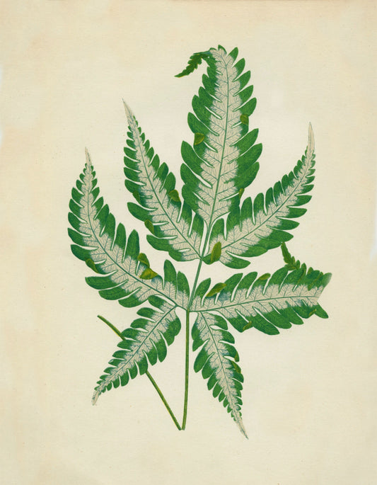 Silver Brake Fern (Pteris argyraea) Print – antique art print from Ninska Designs