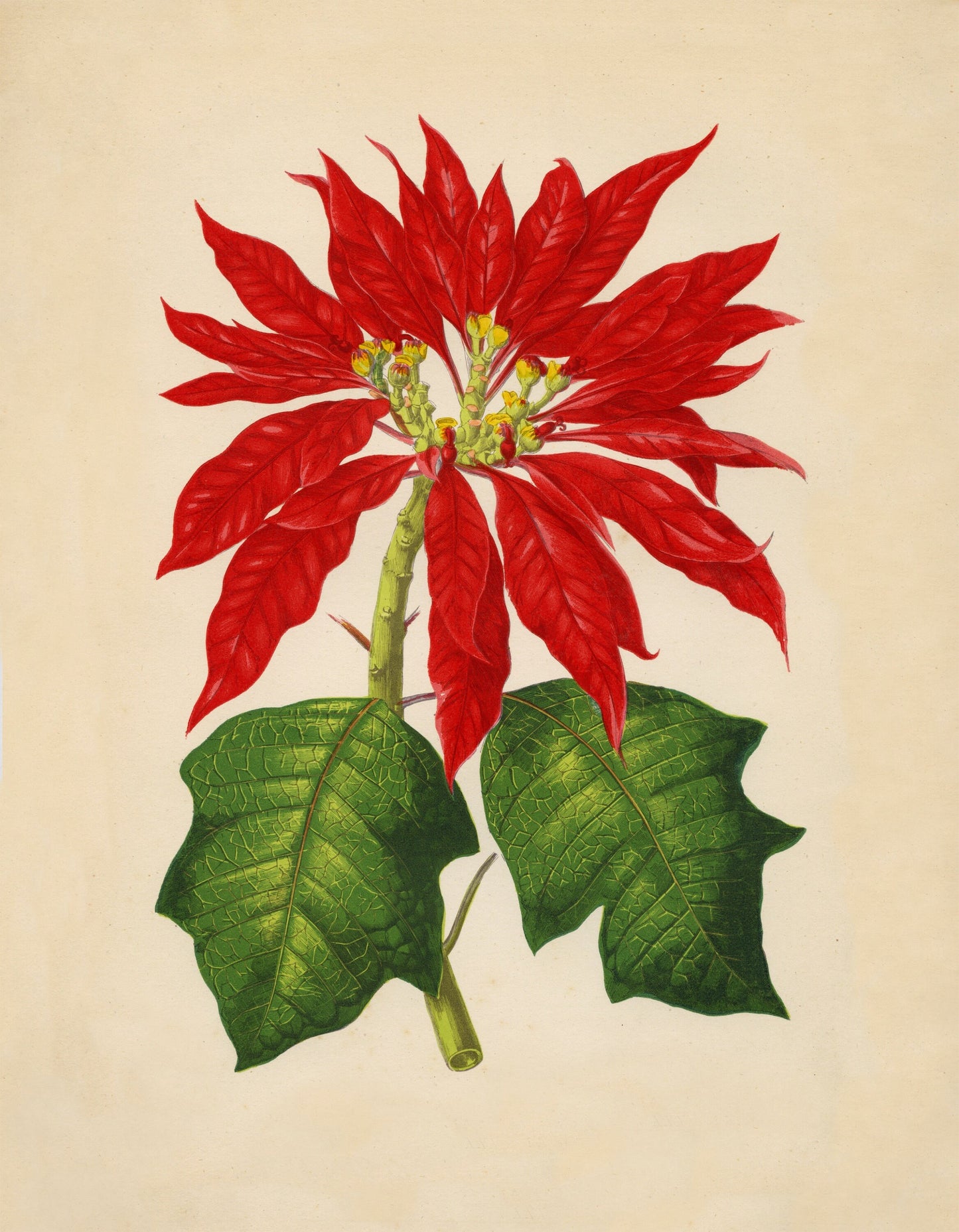 Poinsettia Pulcherrima Print – antique art print from Ninska Designs