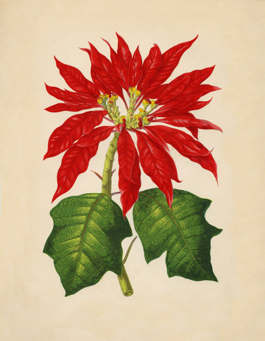 Poinsettia Pulcherrima Print – antique art print from Ninska Designs