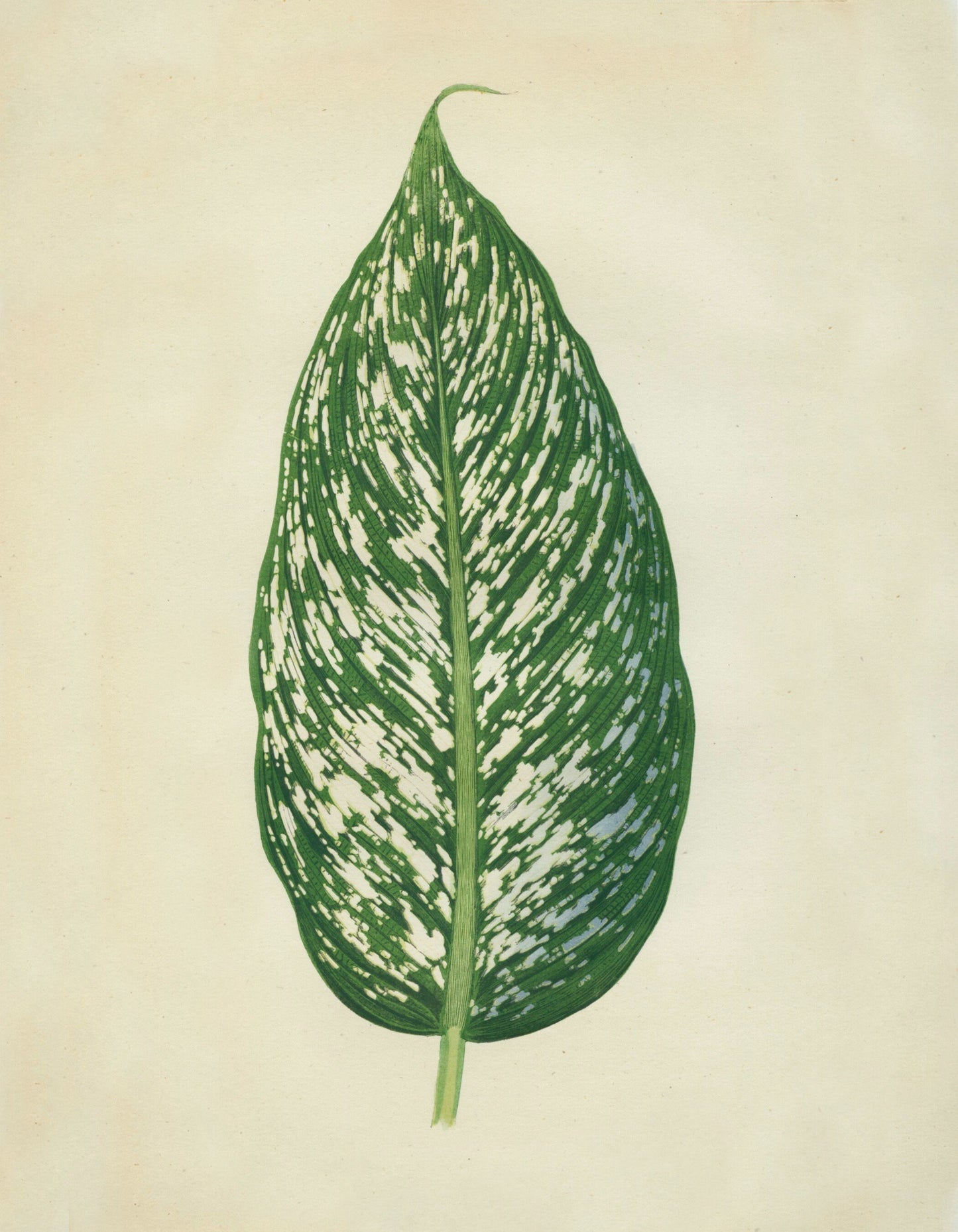 Dumbcane (Dieffenbachia Seguine) Print – antique art print from Ninska Designs