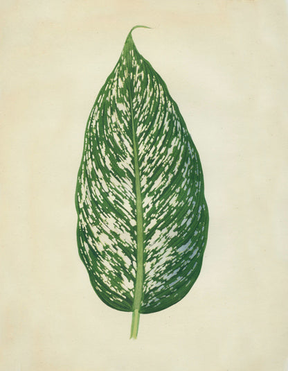 Dumbcane (Dieffenbachia Seguine) Print – antique art print from Ninska Designs