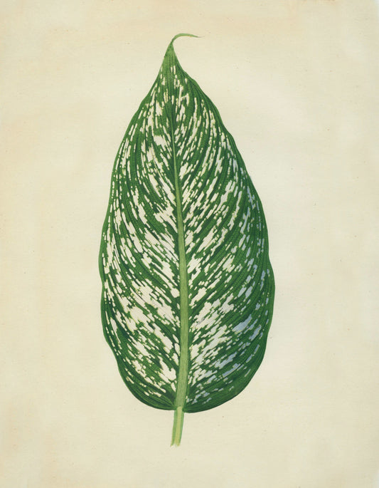 Dumbcane (Dieffenbachia Seguine) Print – antique art print from Ninska Designs