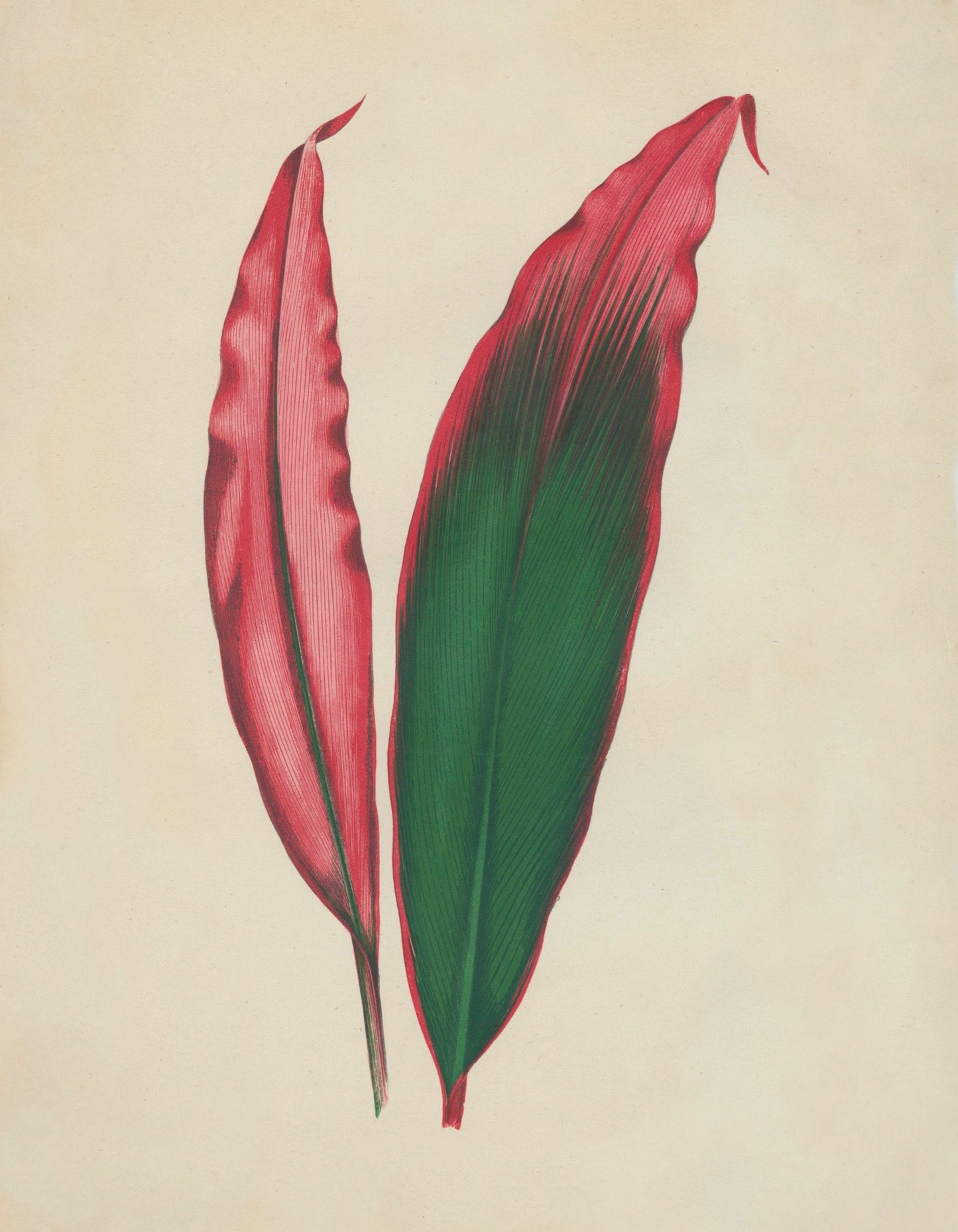 Dracaena Ferrea Versicolor Print – antique art print from Ninska Designs