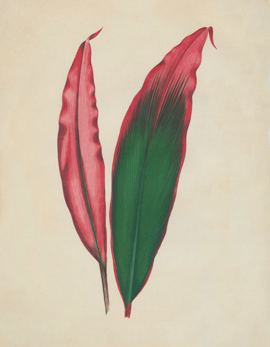 Dracaena Ferrea Versicolor Print – antique art print from Ninska Designs