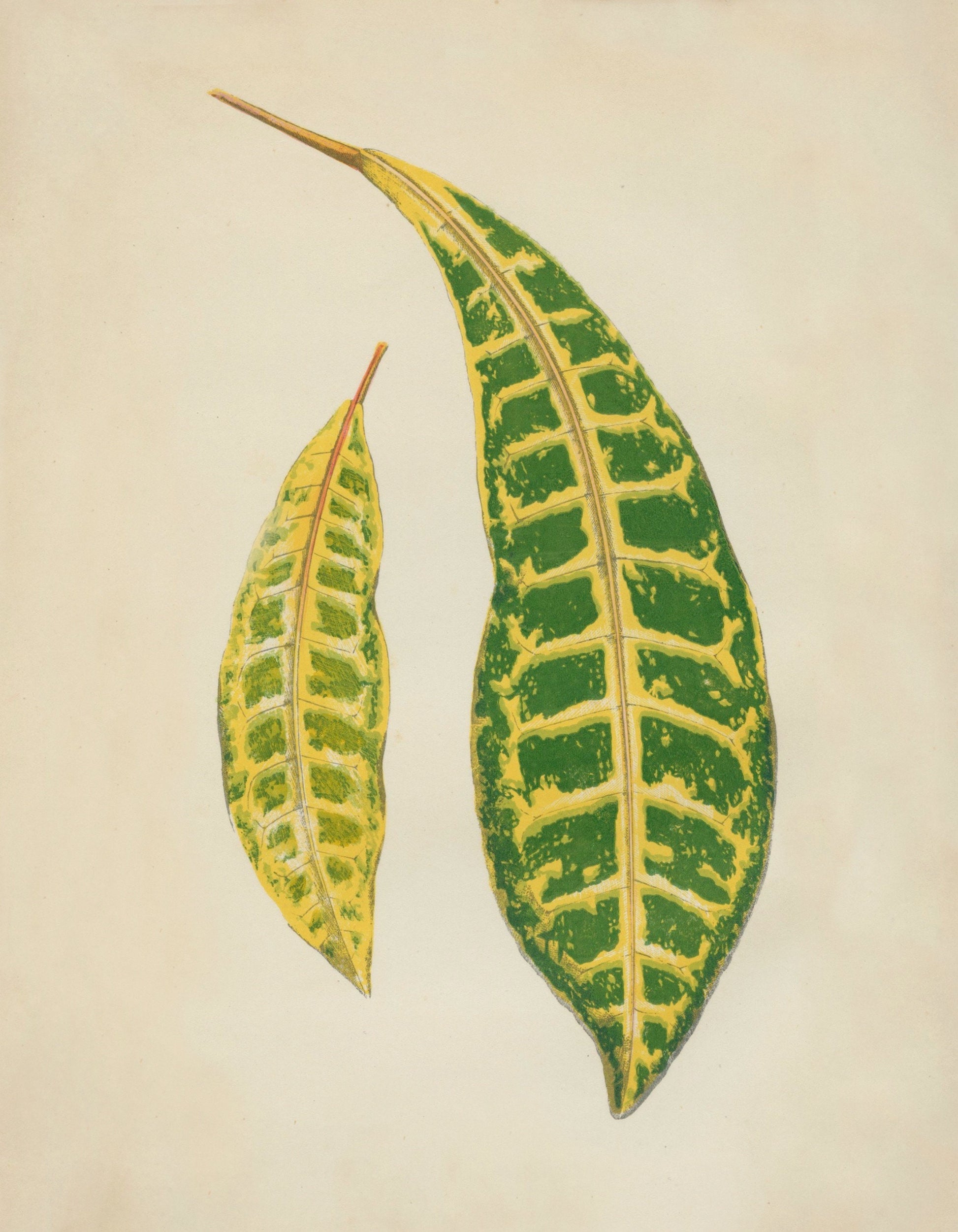 Garden Croton (Codiaeum Variegatum) Print – antique art print from Ninska Designs