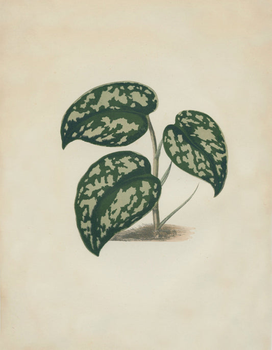 Satin Pothos (Scindapsus pictus Argyraeus) Print – antique art print from Ninska Designs