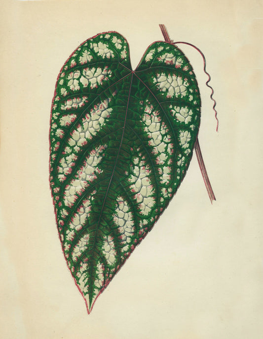 Cissus Javana or Rex Begonia Vine Print - Antique Reproduction - Botanical Art - Leaf - Gardener Gift - Available Framed
