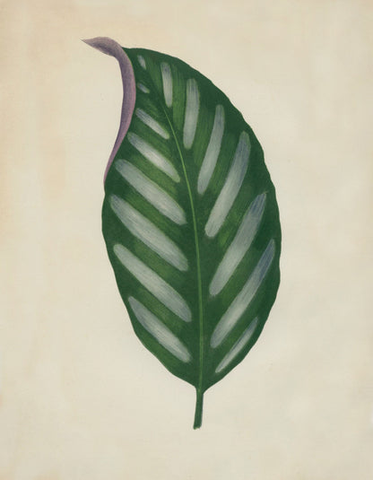 Maranta Porteana Print – antique art print from Ninska Designs