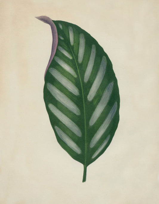 Maranta Porteana Print – antique art print from Ninska Designs