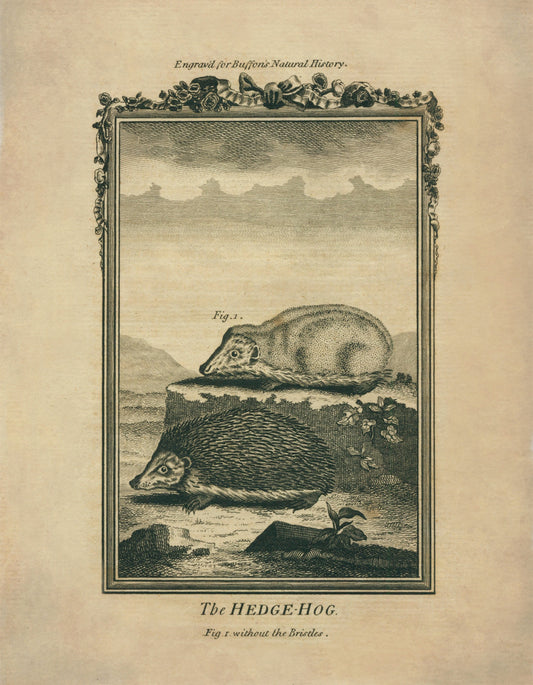 Hedgehog (with and without bristles) – antique art print from Ninska Designs