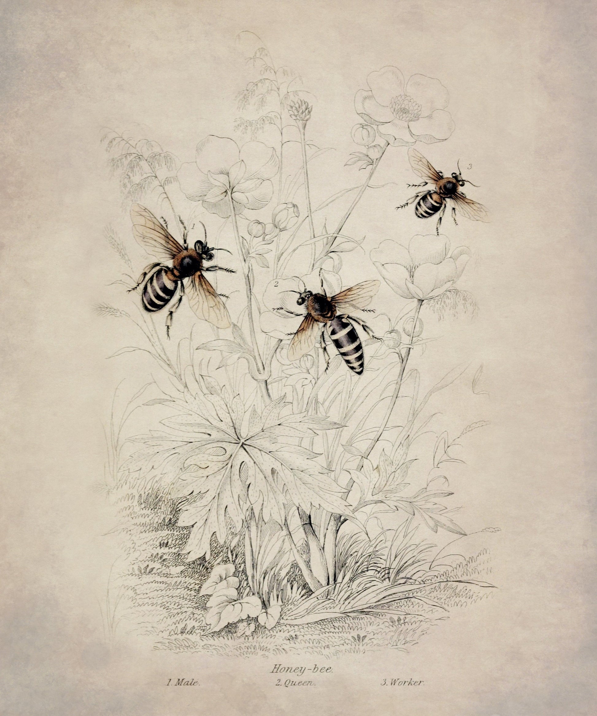 Honeybee (Male, Queen and Worker) Print – antique art print from Ninska Designs