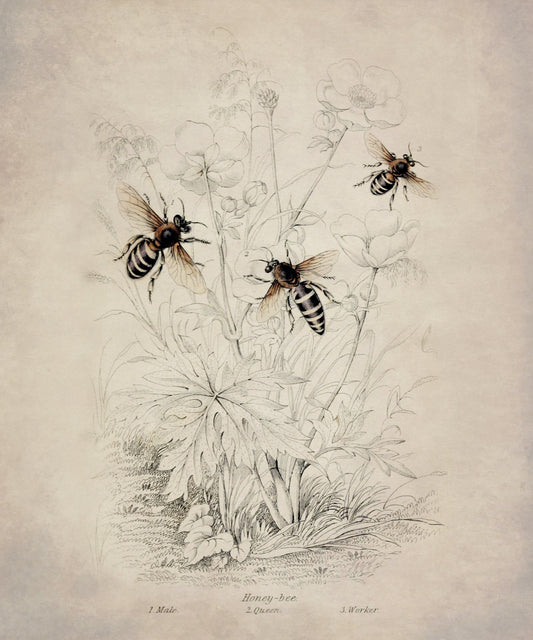 Honeybee (Male, Queen and Worker) Print – antique art print from Ninska Designs