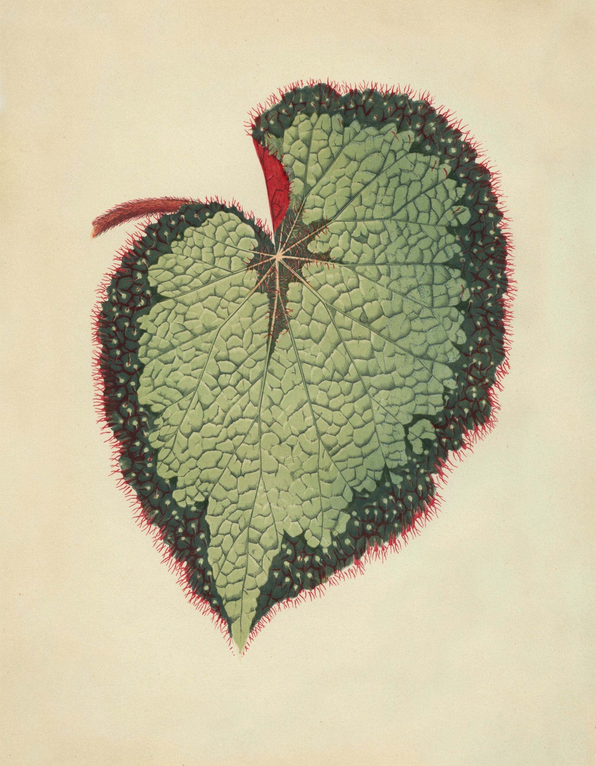 Begonia Rex Print - Antique Reproduction - Botanical Art - Leaf - Gardener Gift - Available Framed