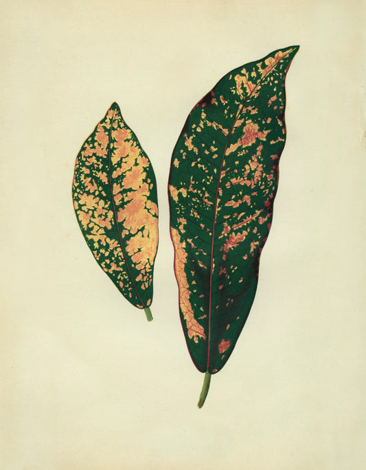Croton Pictum Print – antique art print from Ninska Designs