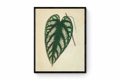 Cissus Javana or Rex Begonia Vine Print - Antique Reproduction - Botanical Art - Leaf - Gardener Gift - Available Framed