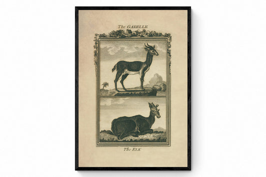 Gazelle and Elk Print - Antique Reproduction - Buffon 1775 - Animal Art - Natural History - Available Framed