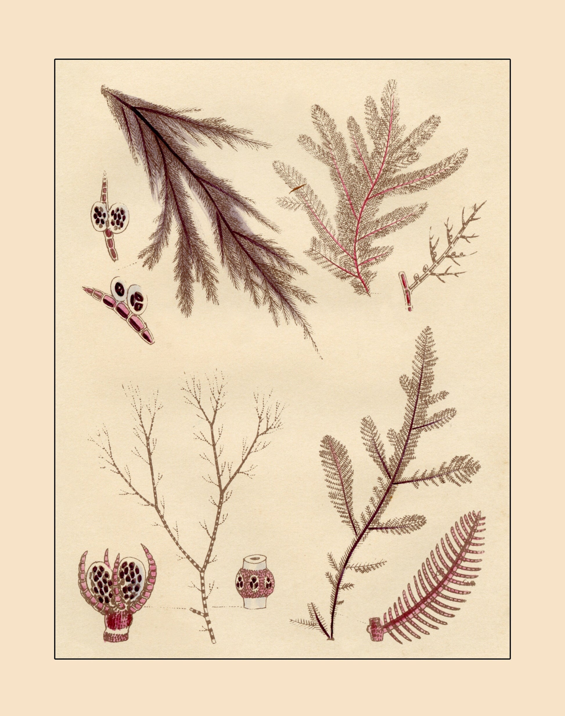 Seaweed Print 1857