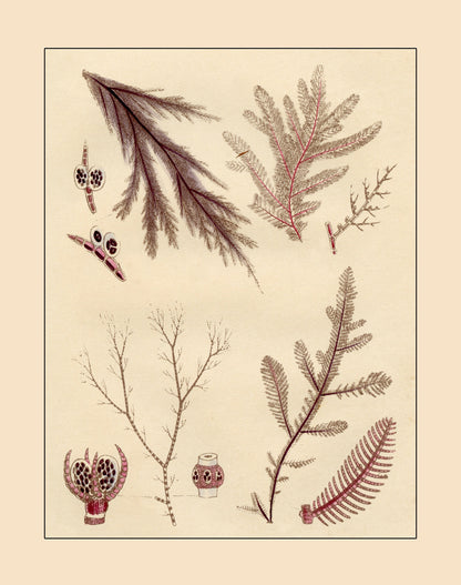 Seaweed Print 1857