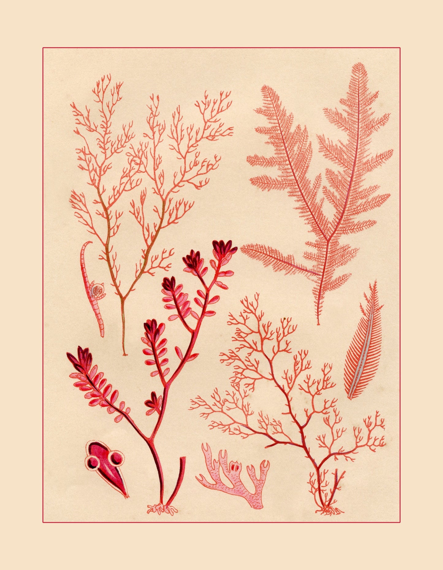 Seaweed Print 1857
