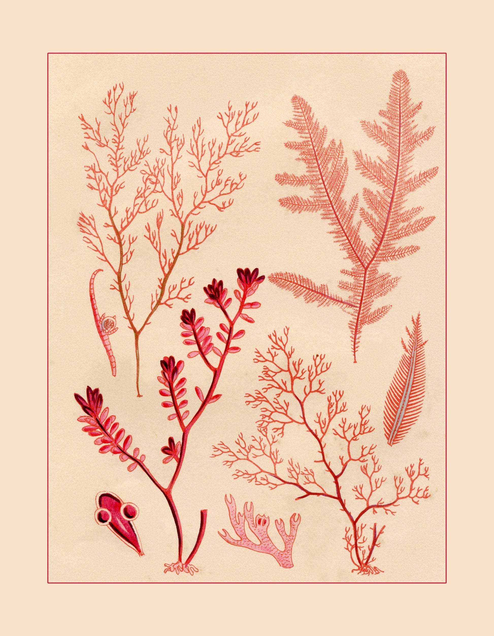 Seaweed Print 1857