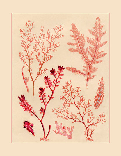Seaweed Print 1857