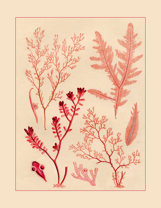 Seaweed Print 1857