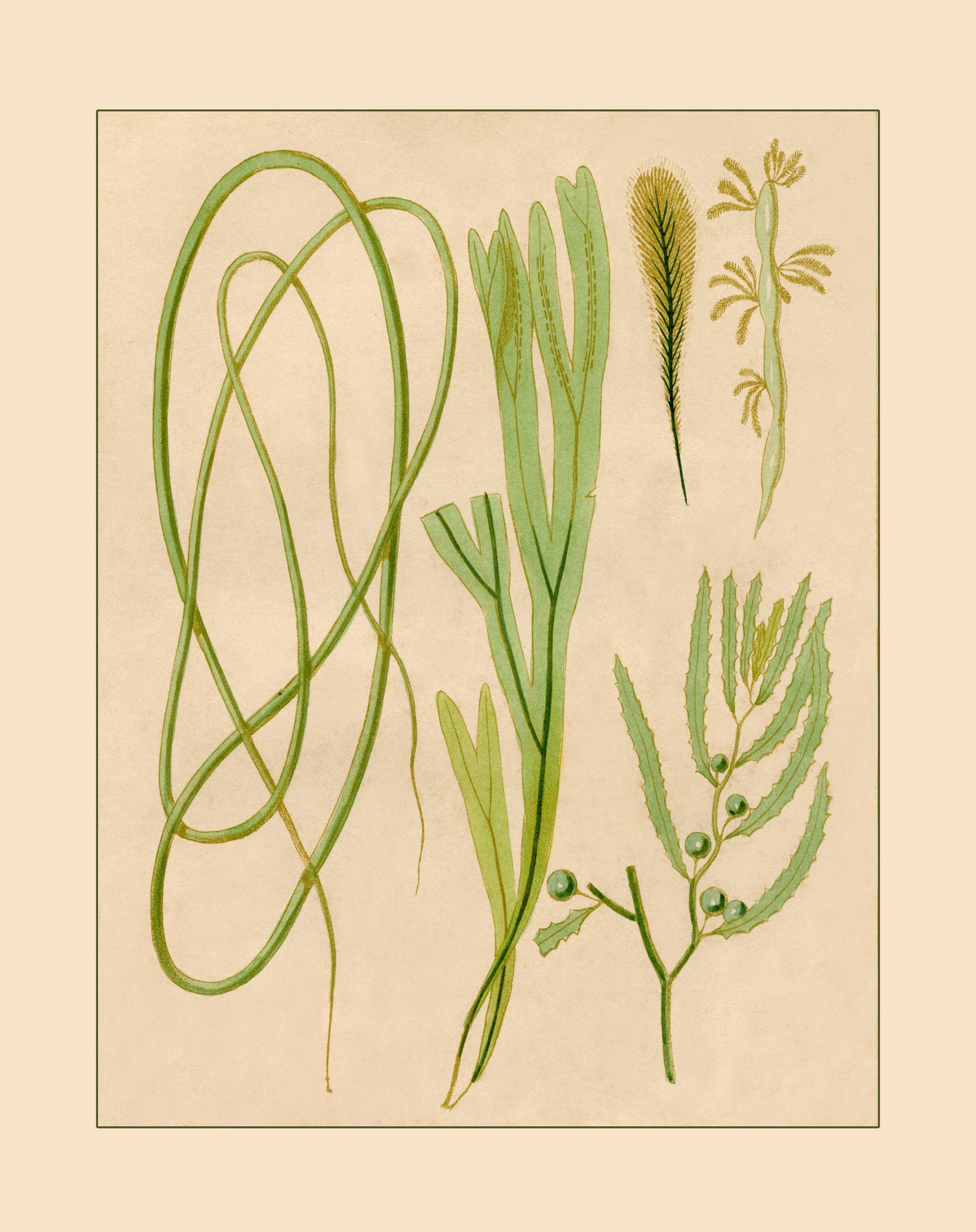 Seaweed Print 1857