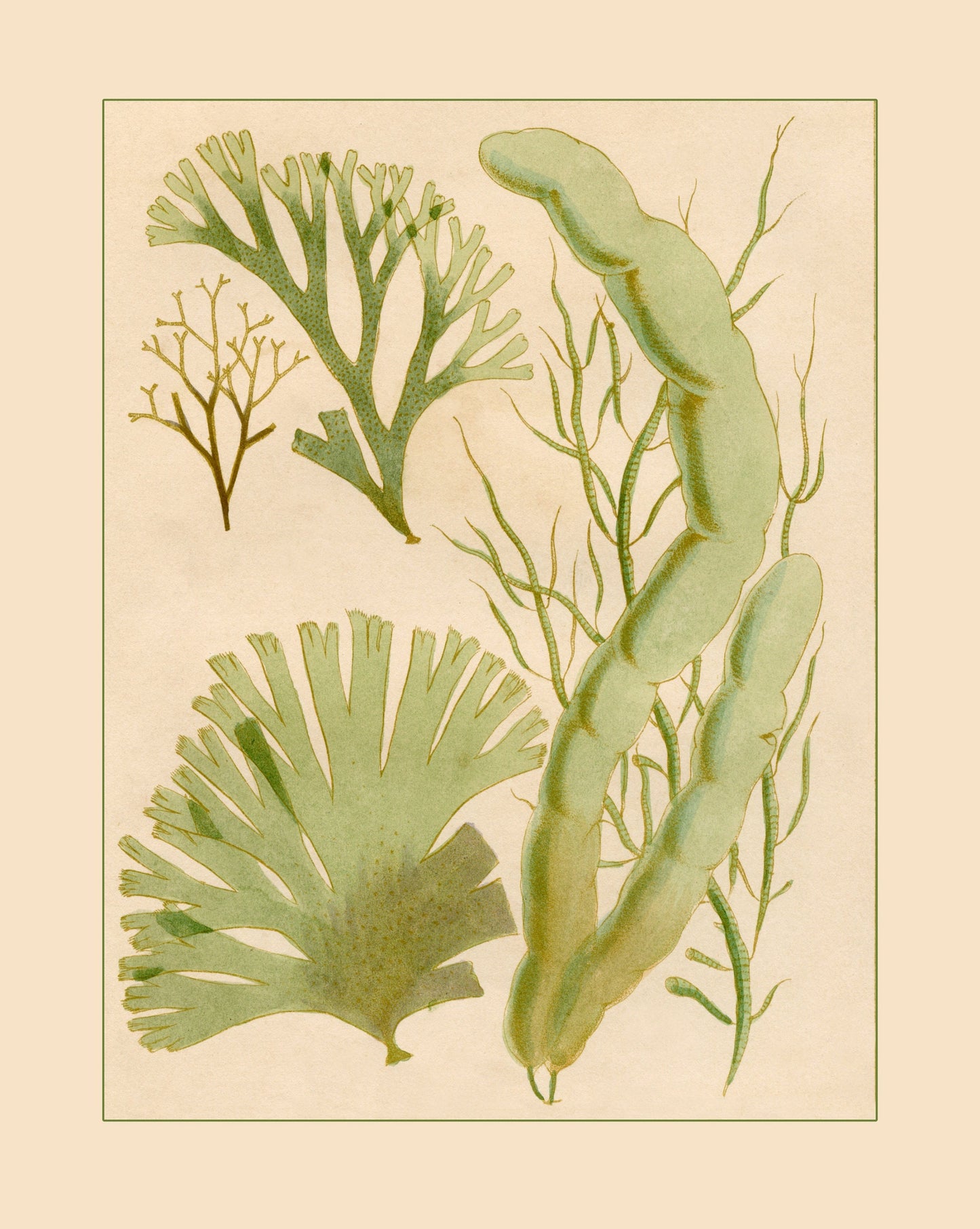 Seaweed Print 1857
