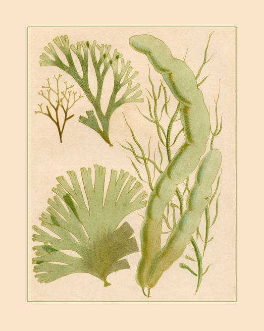 Seaweed Print 1857