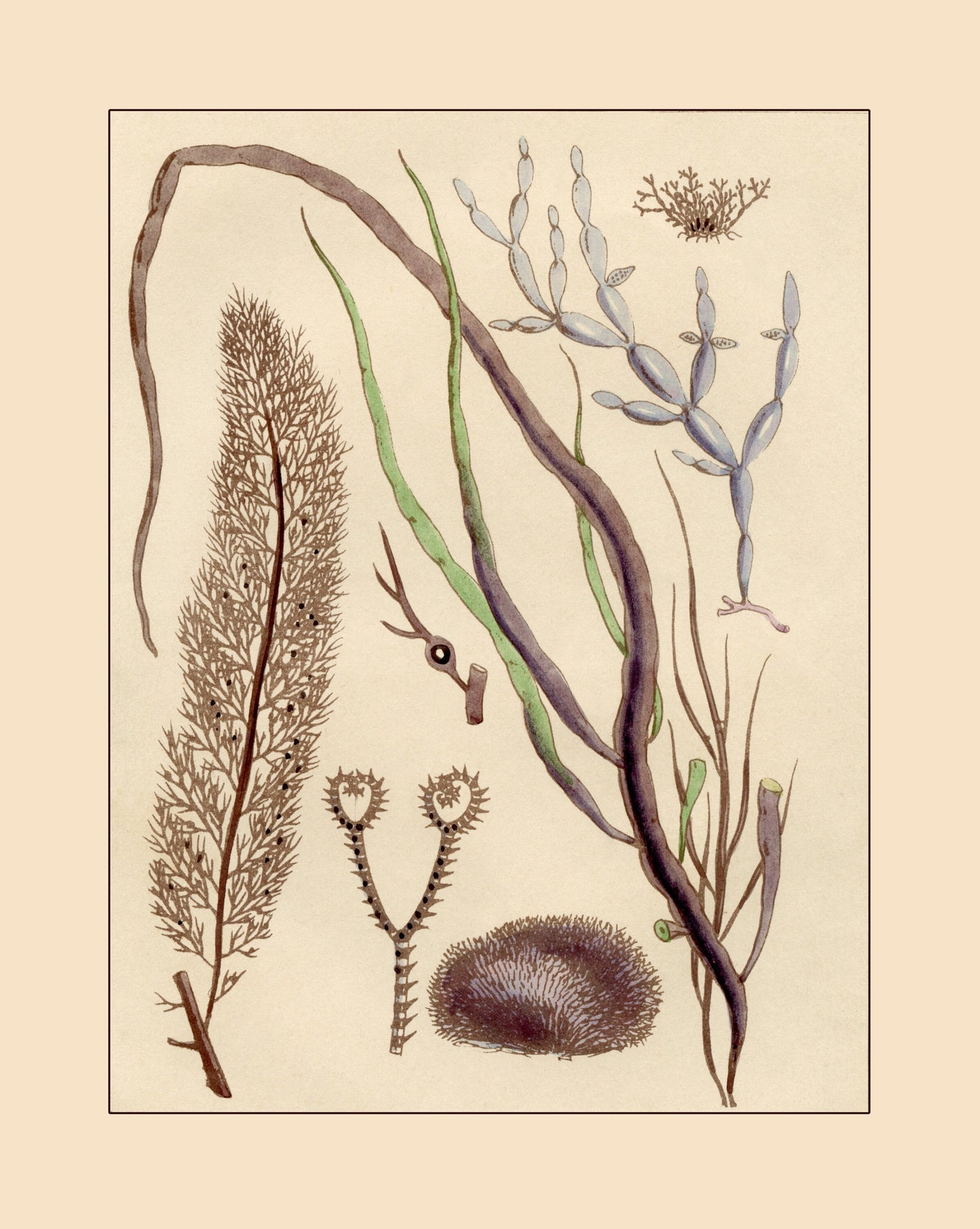 Seaweed Print