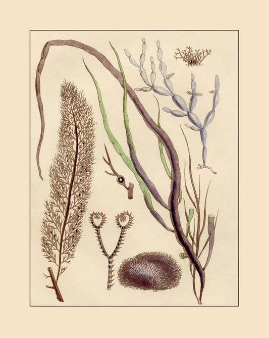 Seaweed Print