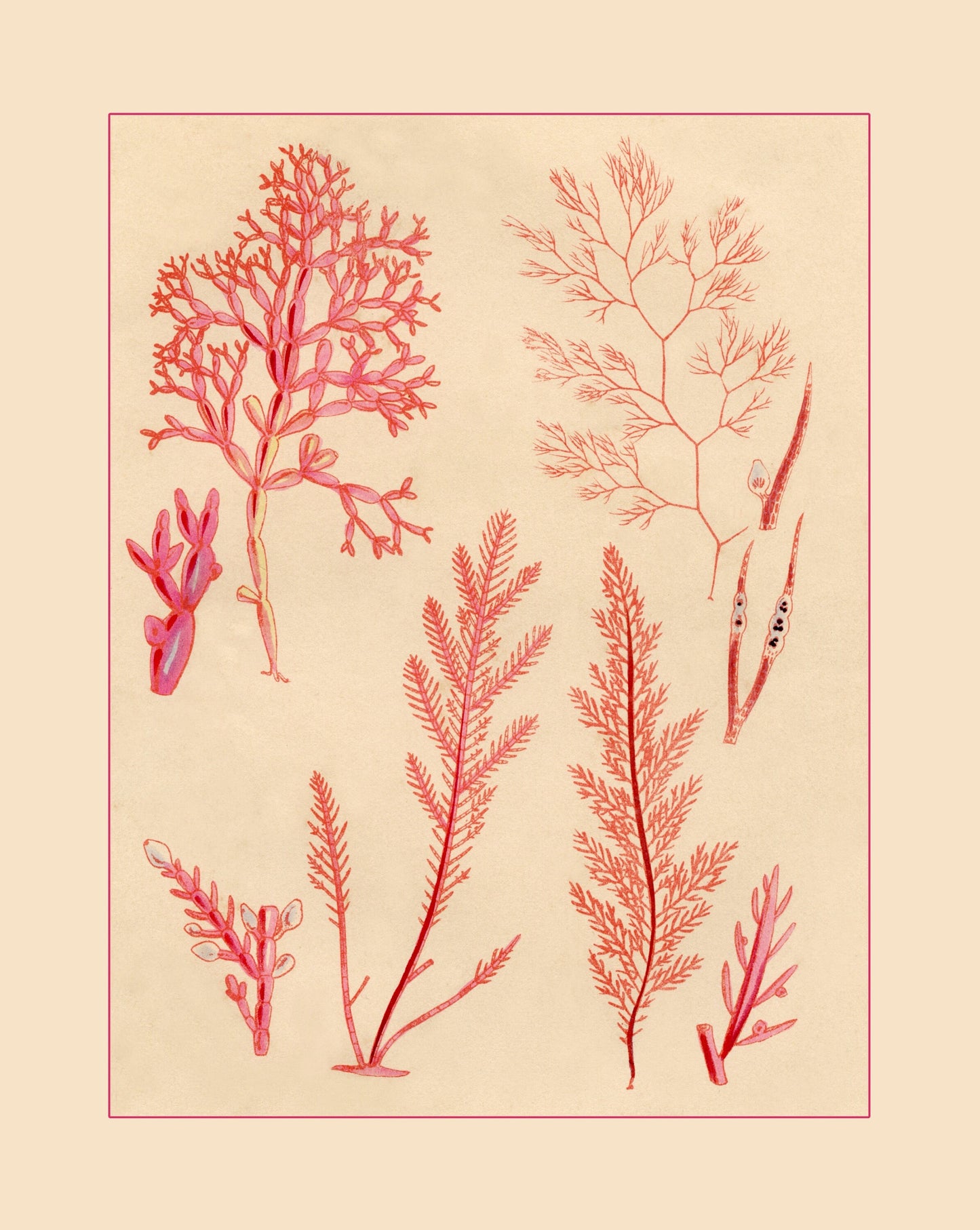 Seaweed Print 1857
