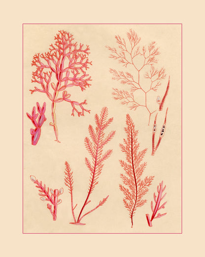 Seaweed Print 1857