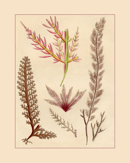 Seaweed Print 1857