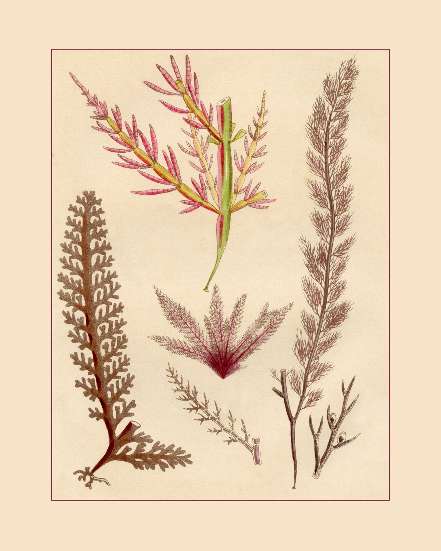 Seaweed Print 1857