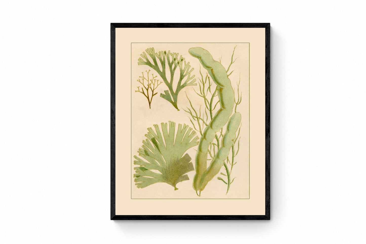 Seaweed Print 1857