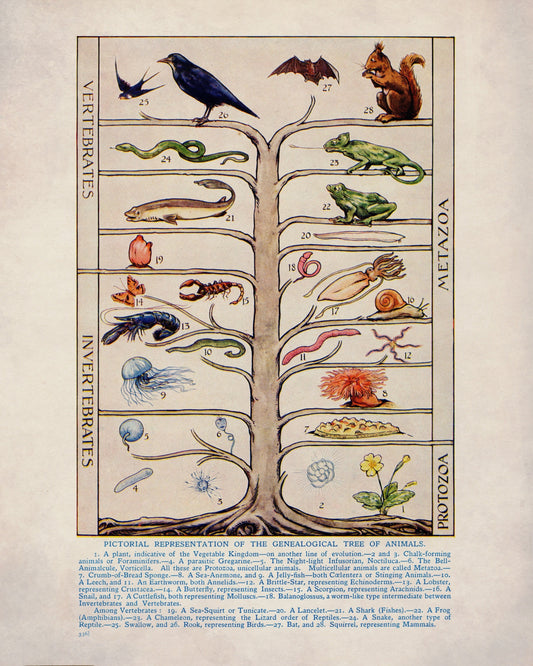 Genealogical Tree of Animals Print – antique art print from Ninska Designs