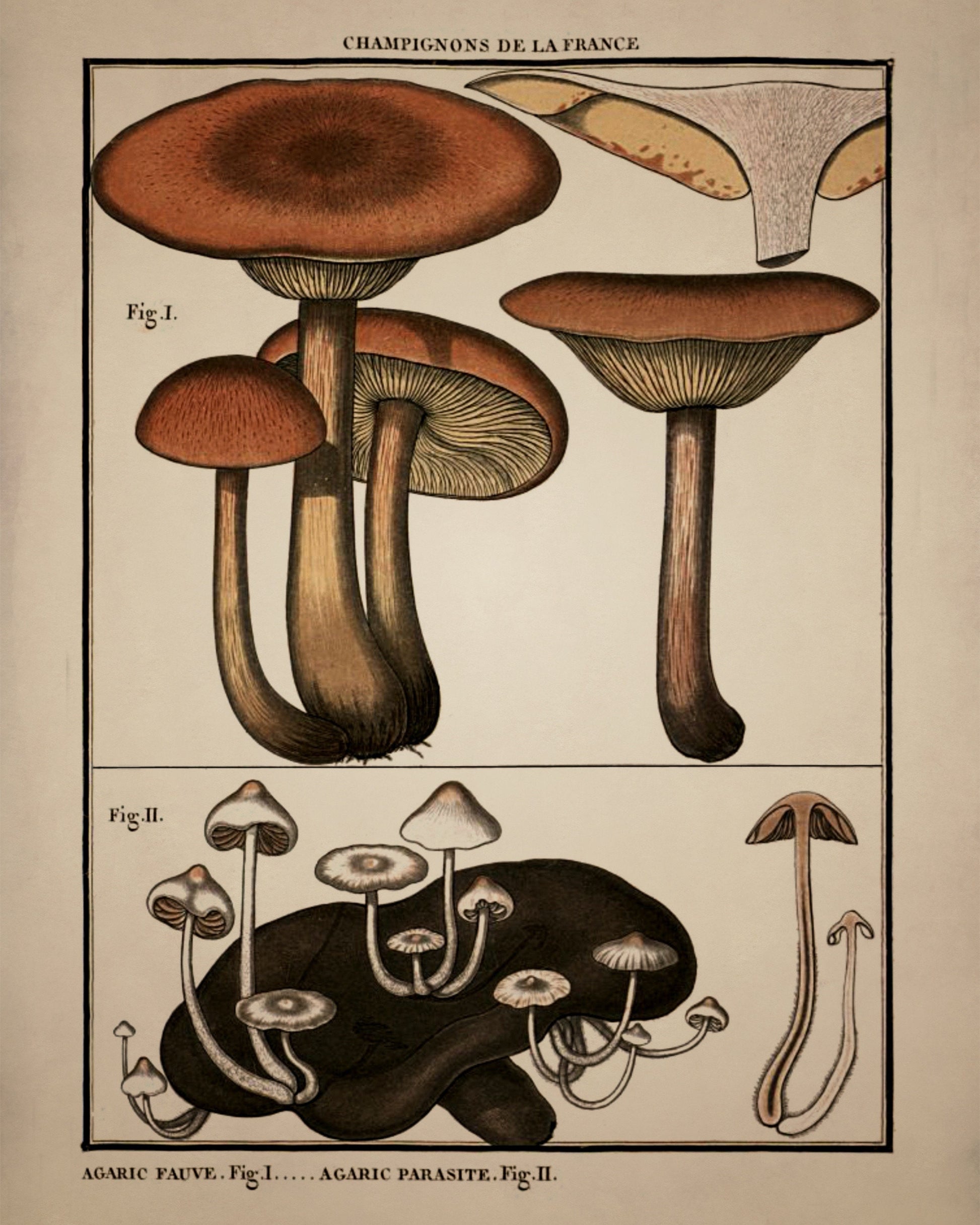 Fungi Mushroom Print