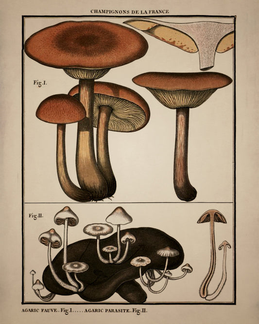 Fungi Mushroom Print