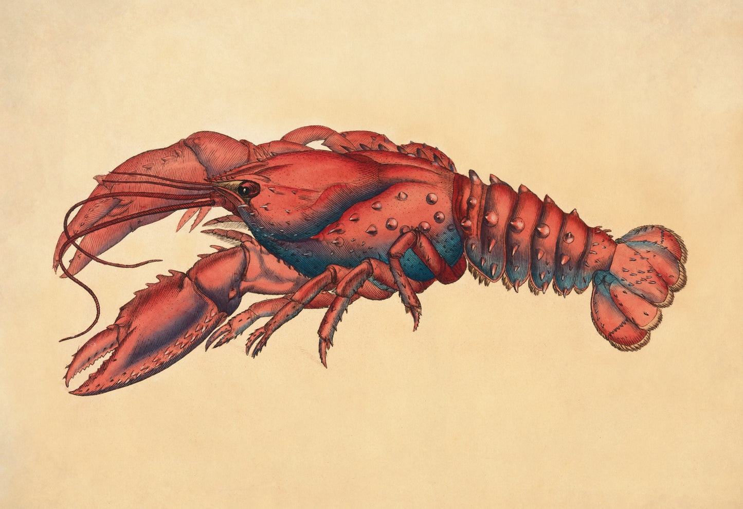 Serrated Lobster (Cancer Serratus) Print – antique art print from Ninska Designs