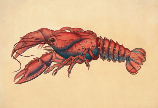Serrated Lobster (Cancer Serratus) Print – antique art print from Ninska Designs