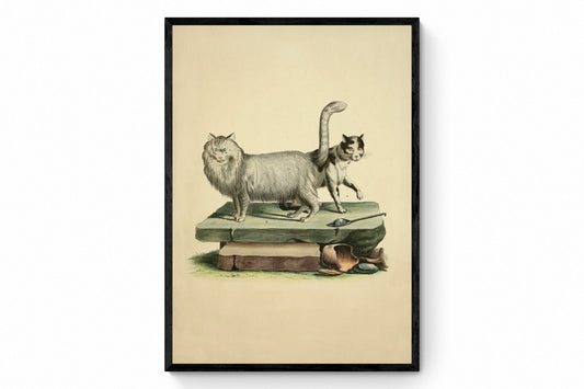 Domestic Cat and Angora Cat Print - Antique Reproduction - Pet - Cat Lover GIft - Natural History - Available Framed