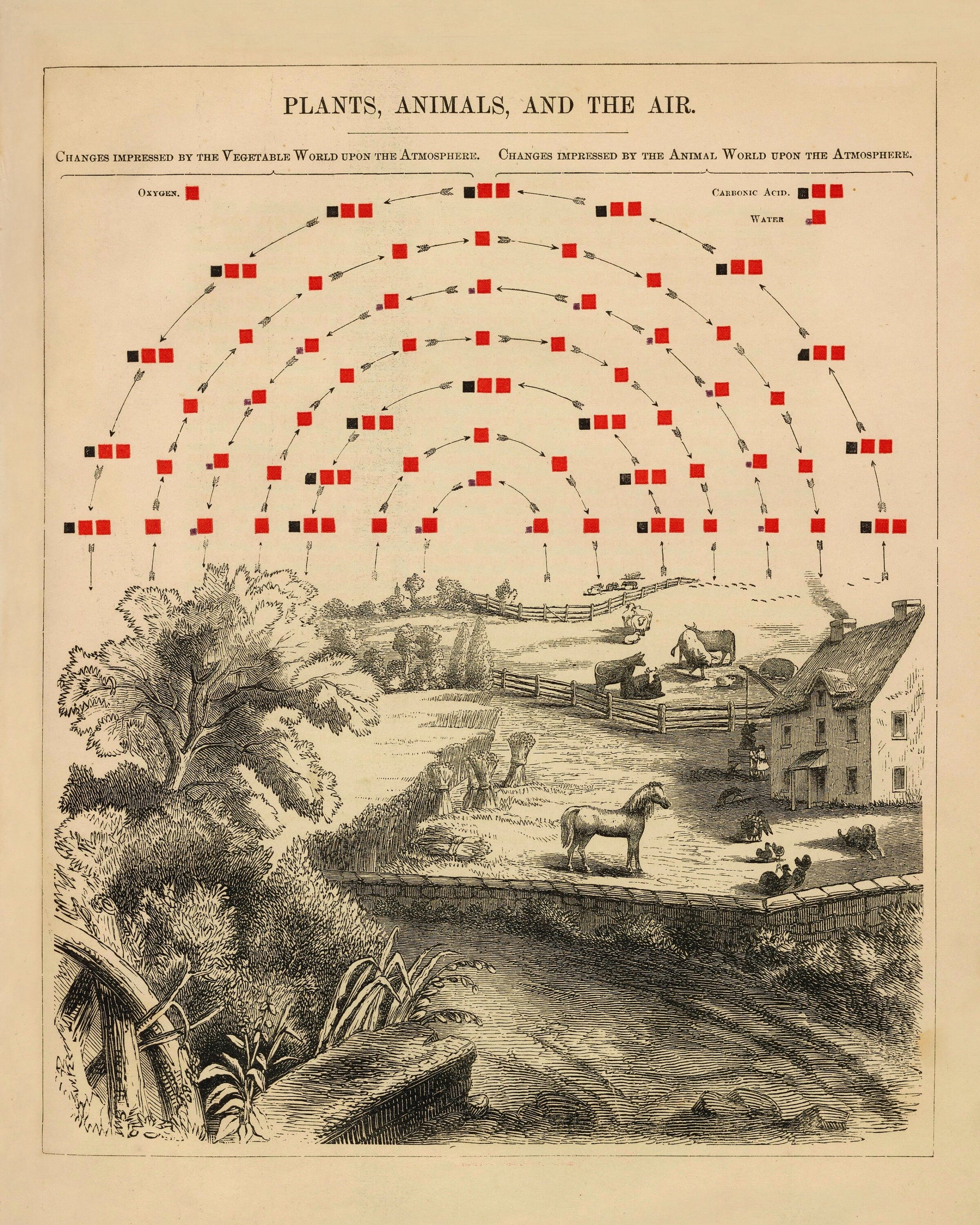 Plants, Animals and the Air Chemistry Diagram 1856 – antique art print from Ninska Designs