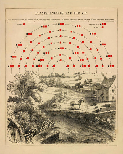 Plants, Animals and the Air Chemistry Diagram 1856 – antique art print from Ninska Designs