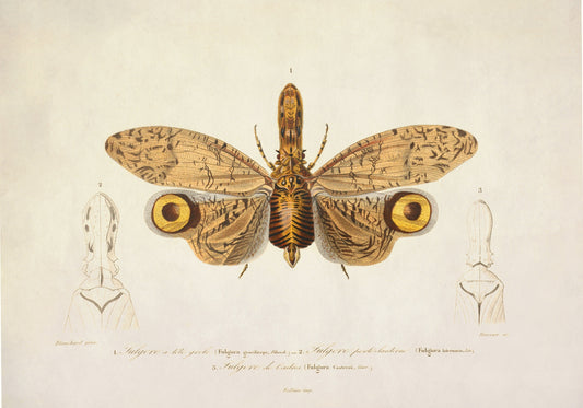 Fulgora Graciliceps Print – antique art print from Ninska Designs