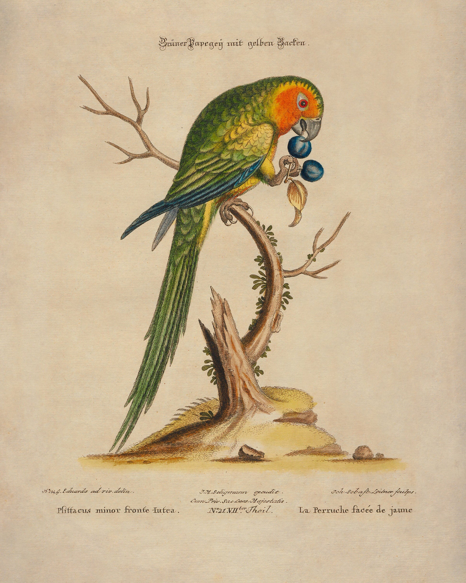 Green Parrot Print – antique art print from Ninska Designs