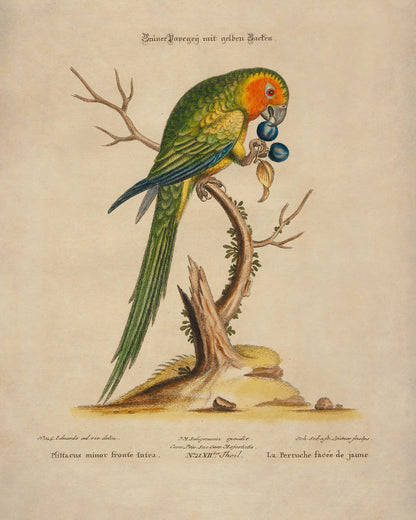 Green Parrot Print – antique art print from Ninska Designs